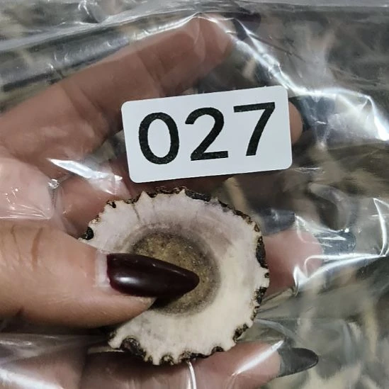 购***车鹿角鹿角鹿角鹿角鹿角鹿角