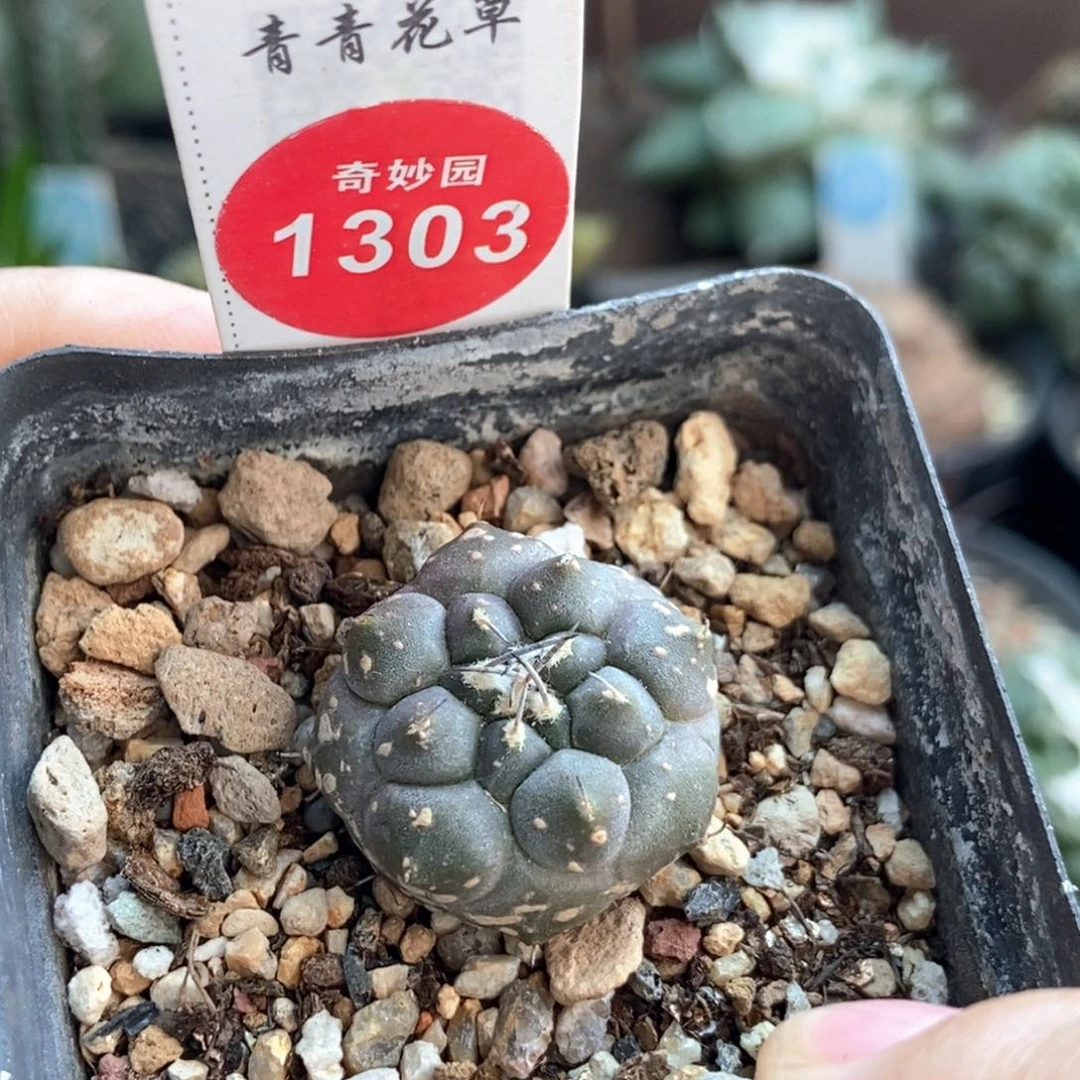 实生有雀斑冬云娇丽2.3cm