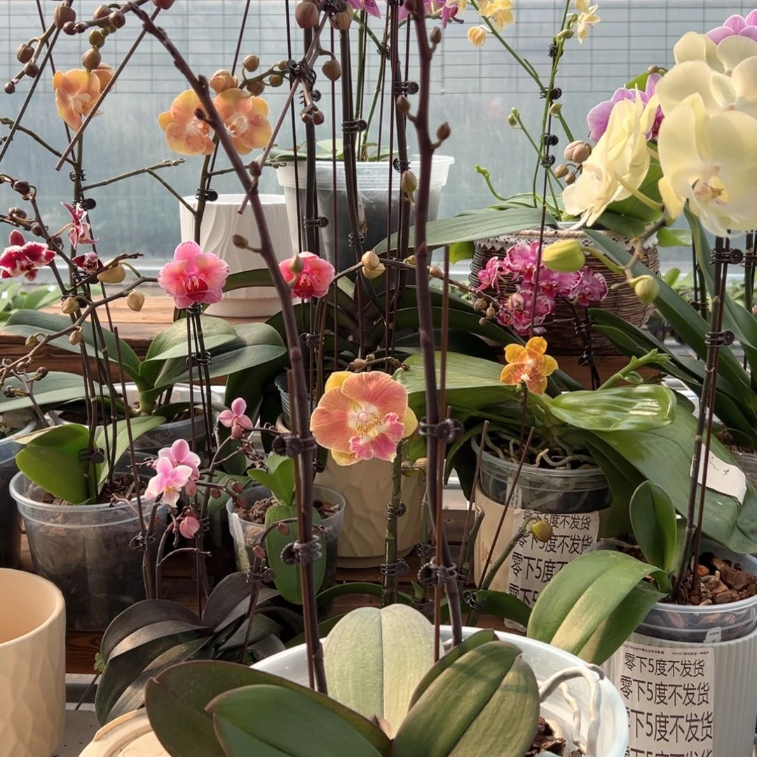 完全开放5242大婚纱寄养