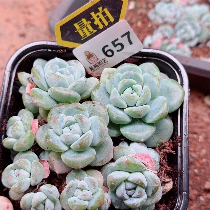 多肉植物多肉植物