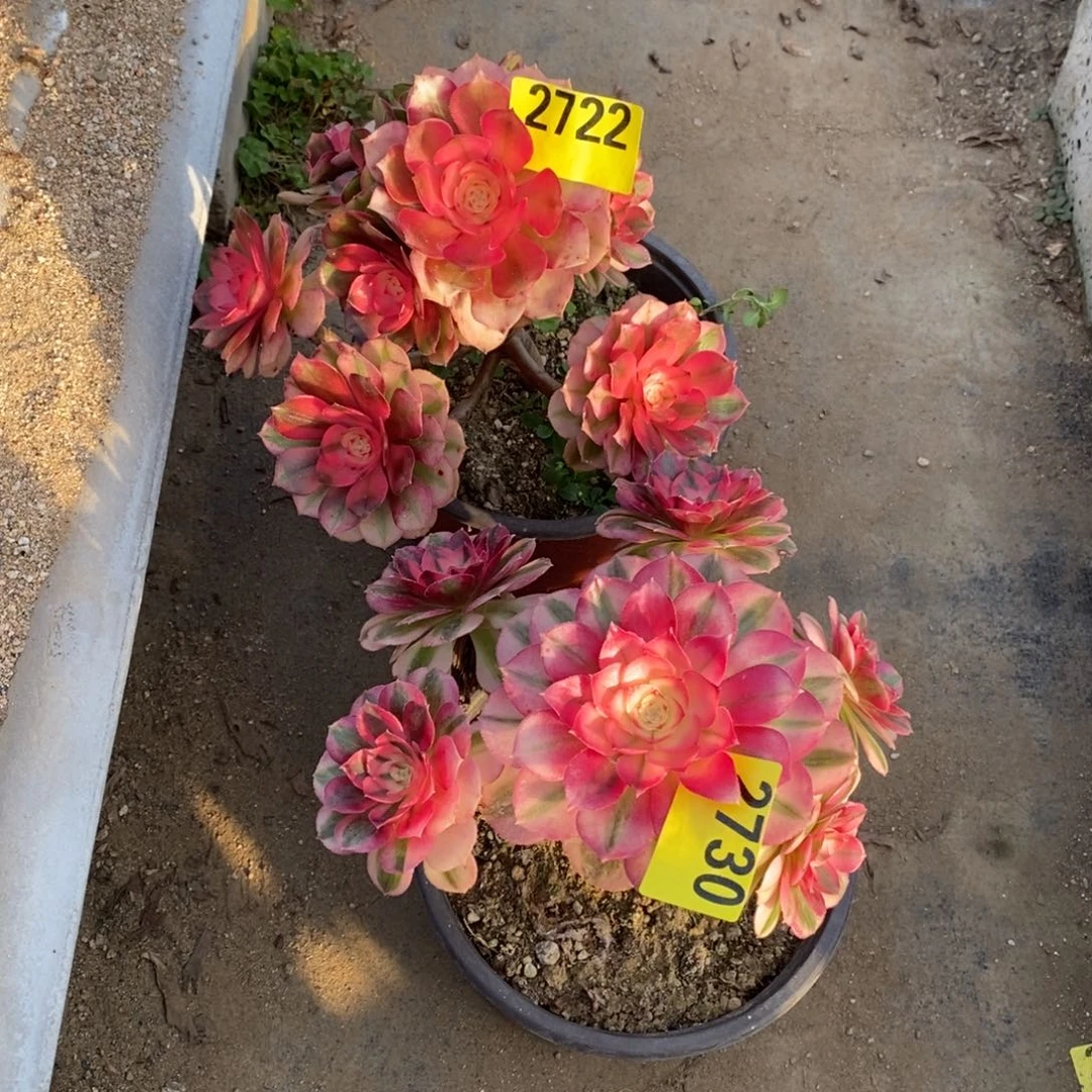 小青城多肉法师2730荔枝2722