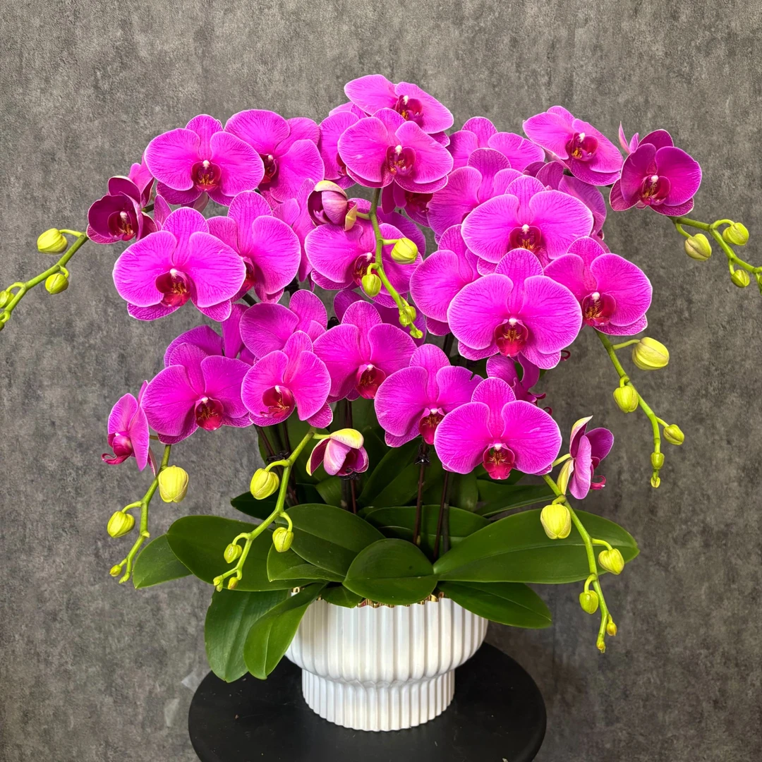 【恭喜发财-蝴蝶兰】中式 禅意 轻奢 绿植 室内懒人观赏花卉