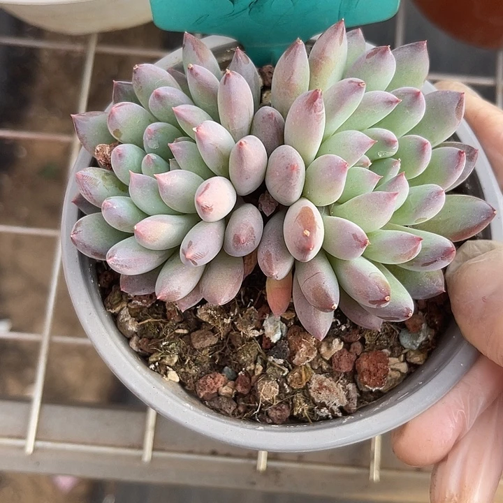 两单包邮，一物一拍587冰美人