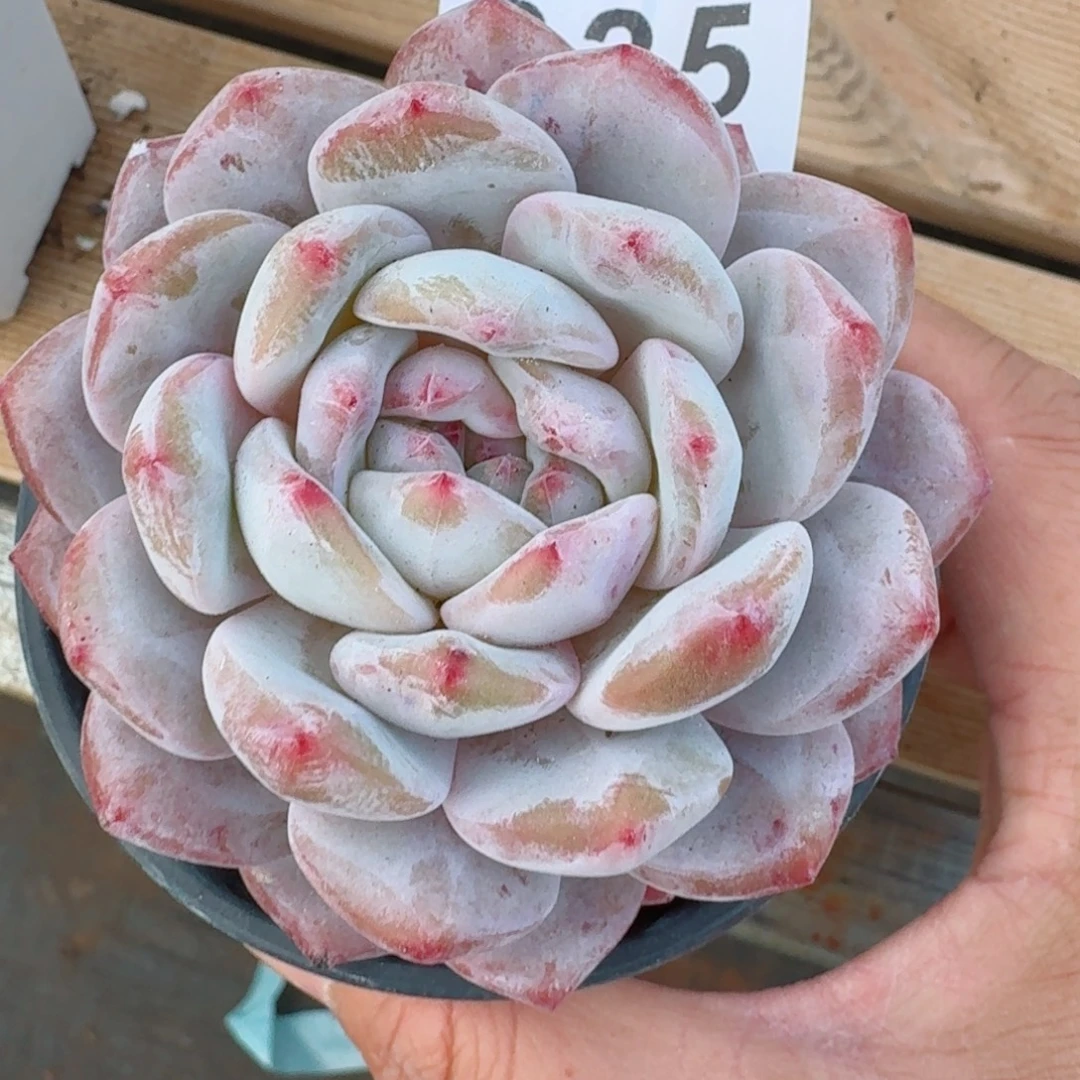 橙子      愿你一路坦途，乘风破浪展宏图