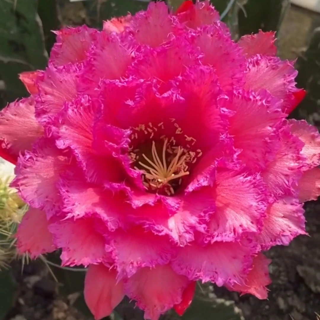 《702》毛花柱仙人球 蕾丝重瓣大花漂亮包对版