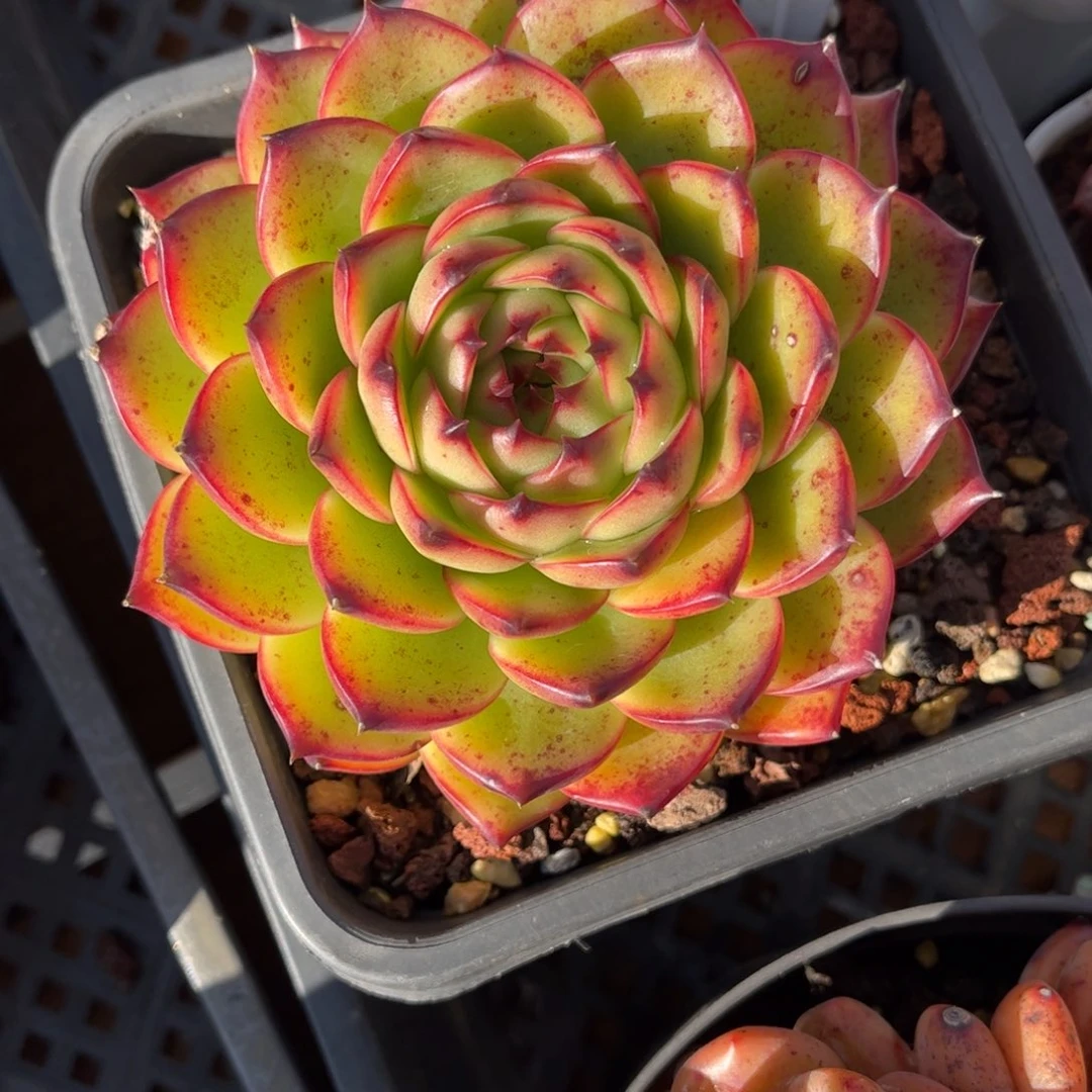 多肉植物0060 满30包邮