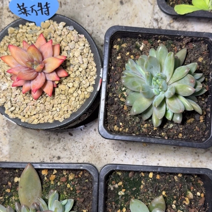 莱万特 群生 一物一拍