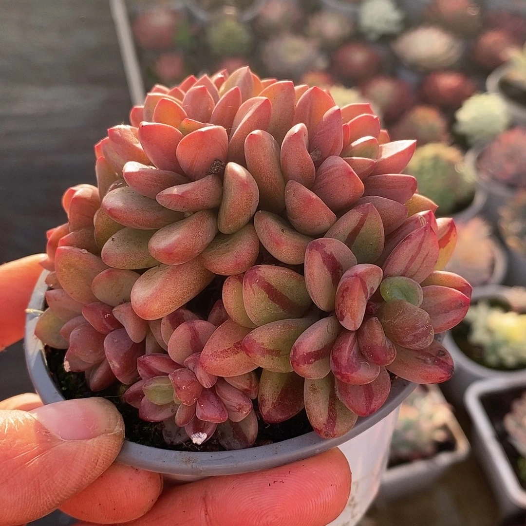 649哈哈哈哈哈哈哈