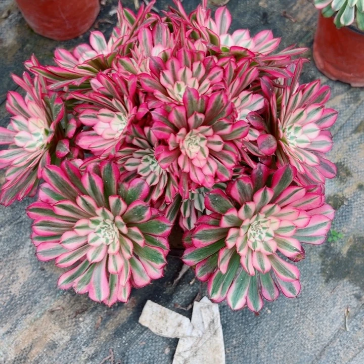 120铜白多肉植物的