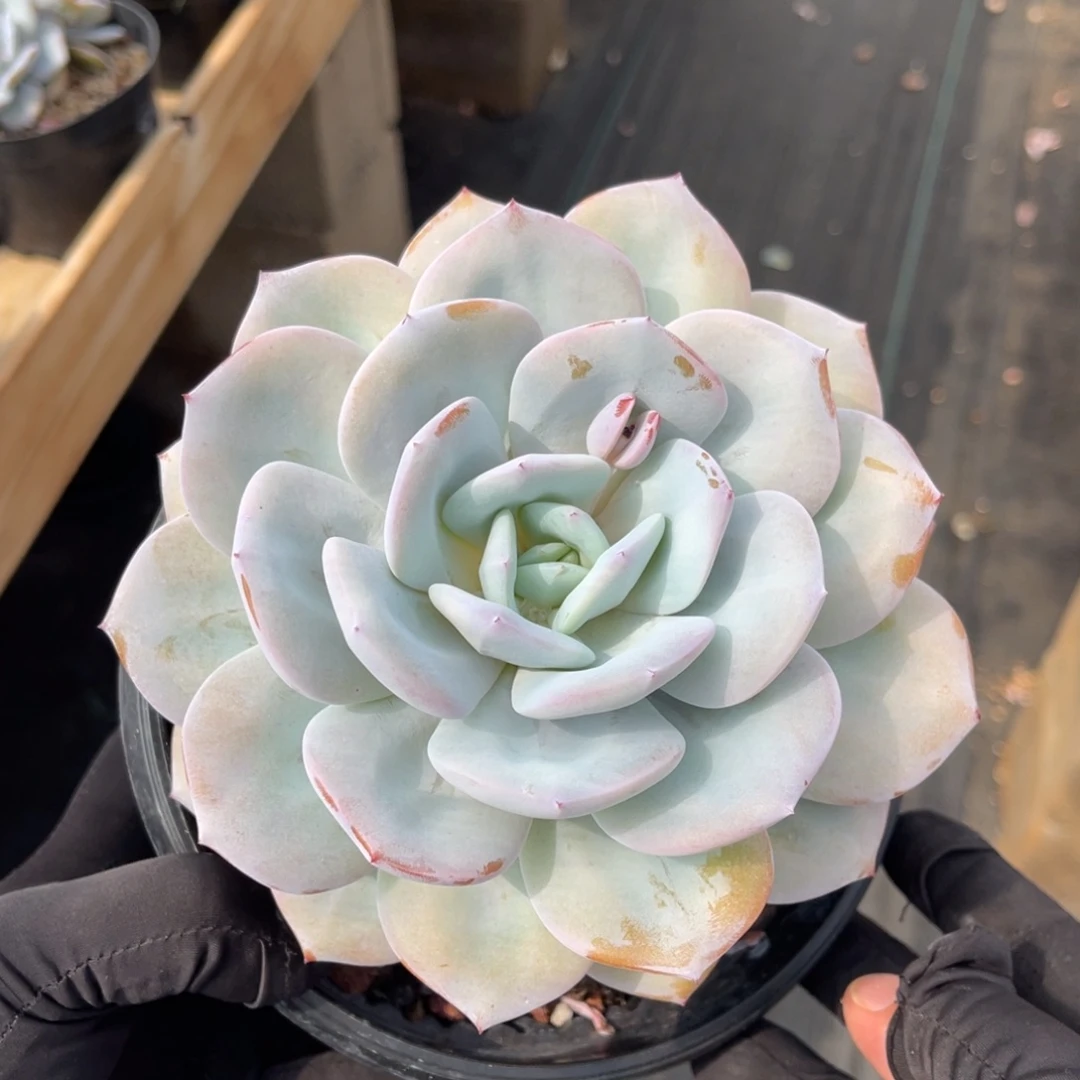 大粗腿根部微瑕一物一拍