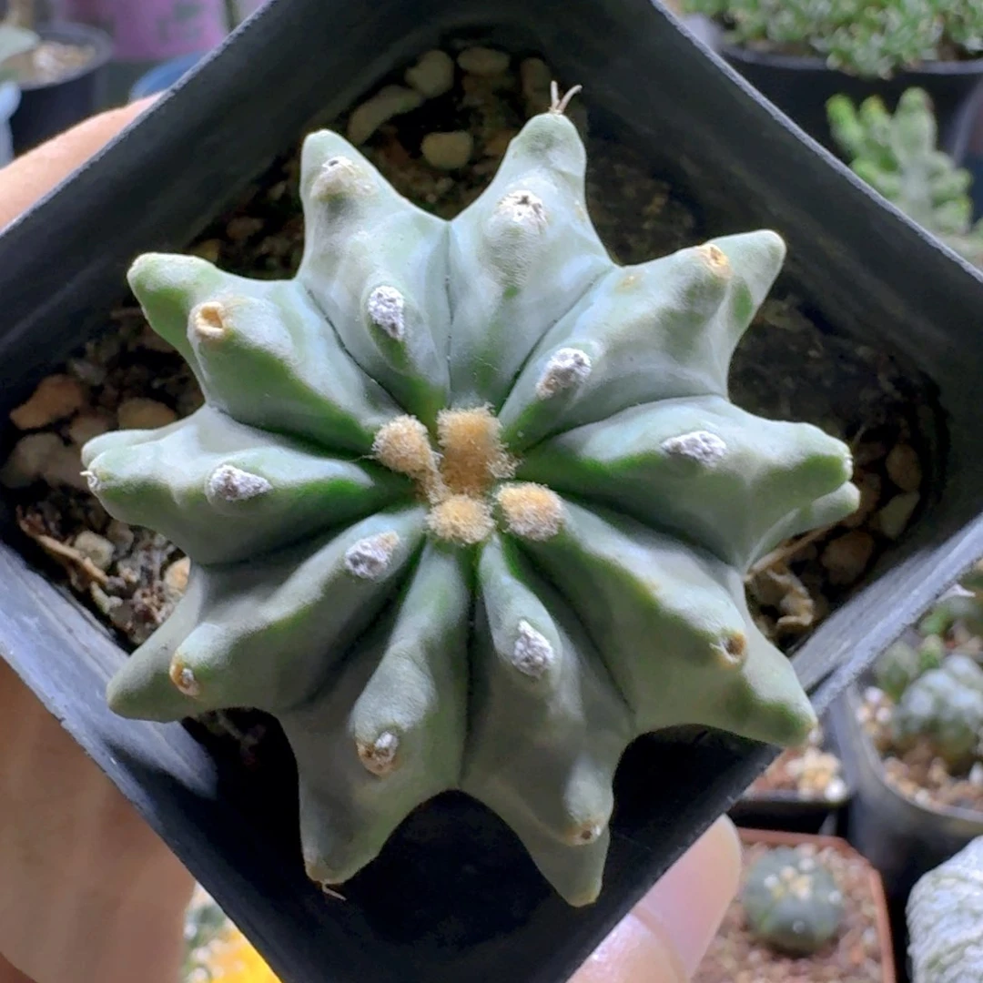 902无刺王冠龙脱土发货