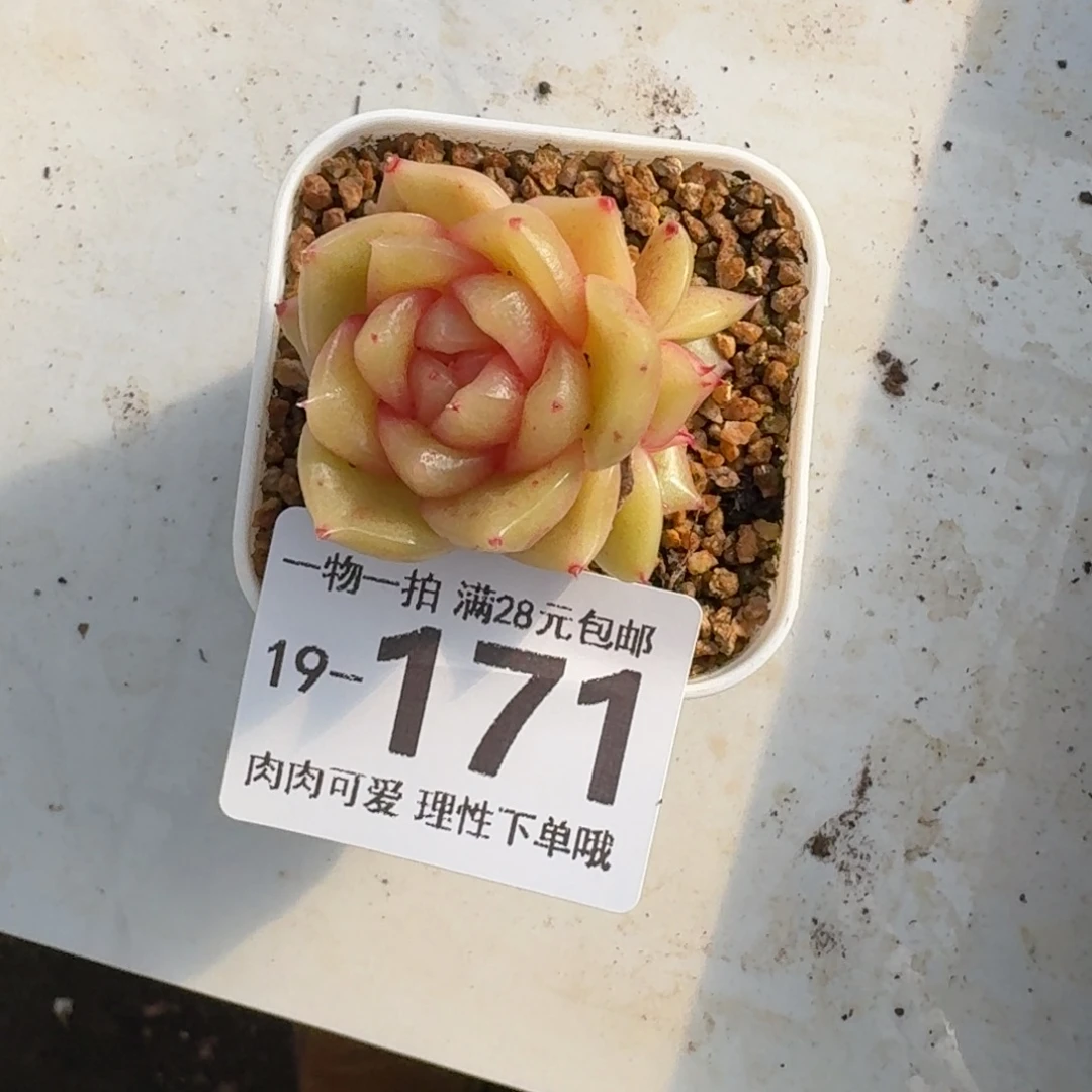 玉芷无盆土发货无盆