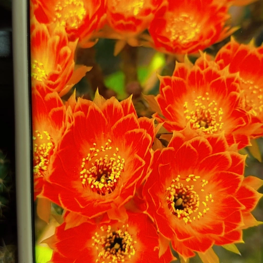 下68丽花黄金火焰歪无根侧芽3公分左右20包邮