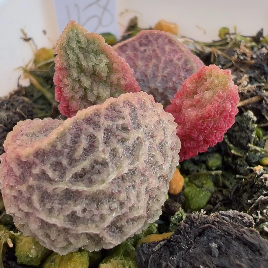 粉色圆球实生新品多肉植物水泡