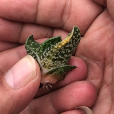 达摩蜗牛锦侧牙无根