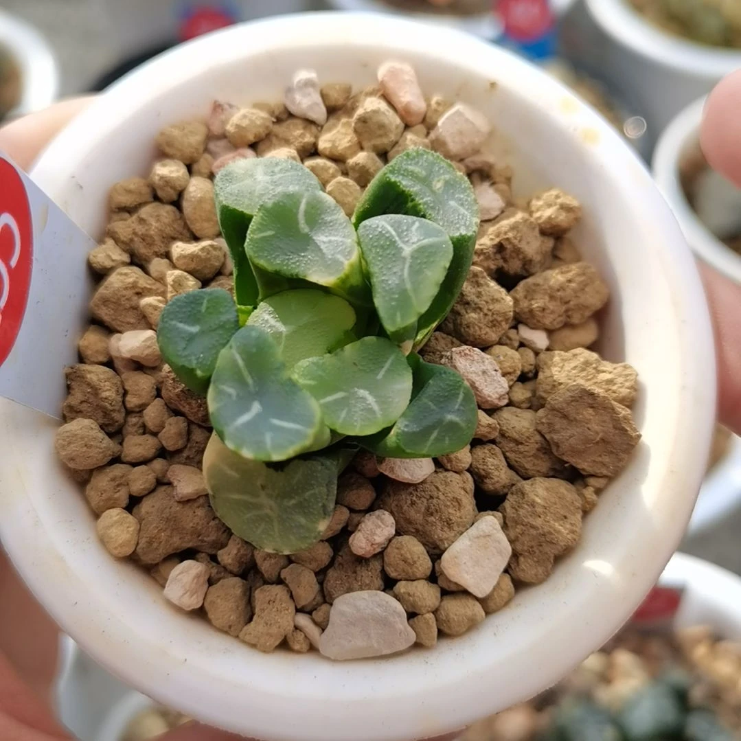 235号白瓷万象锦一物一拍带盆土发货