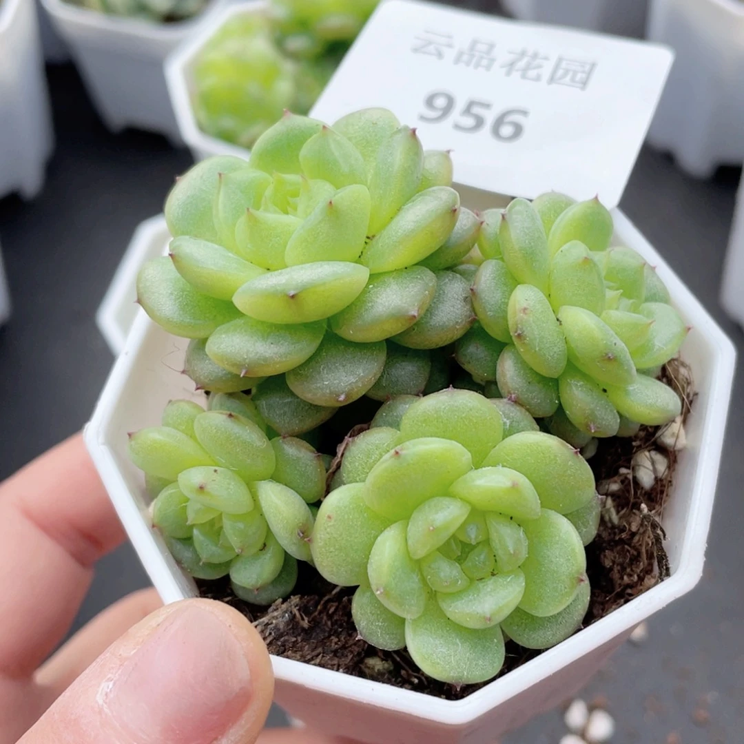 水*956号糖心冰心珍妮