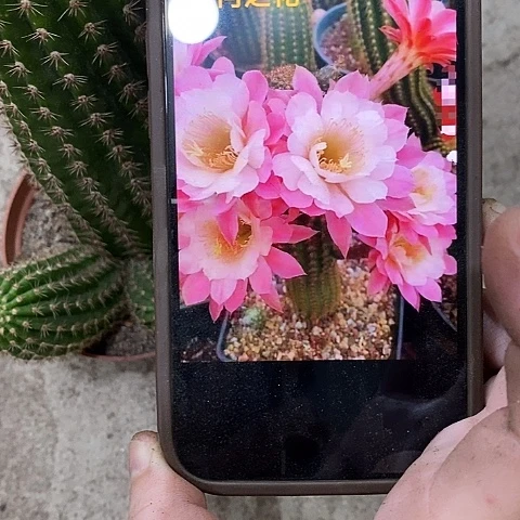 奈何毛花，247899000