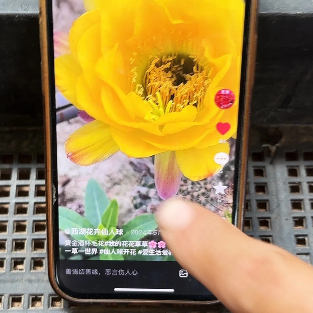 黄金酒杯毛侧牙20包邮仙人球22