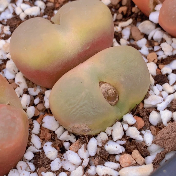 1788888889999996886552553585