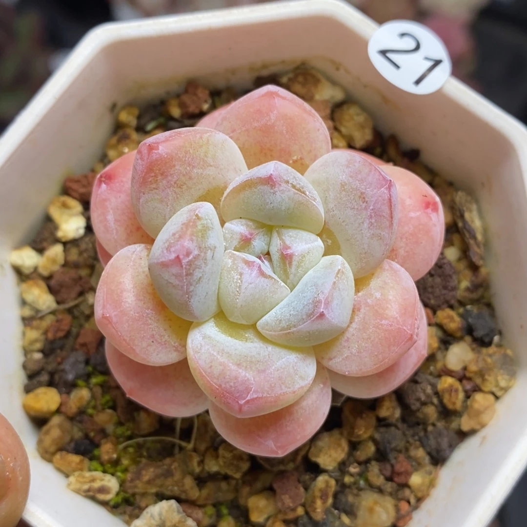 精品多肉小冠服21