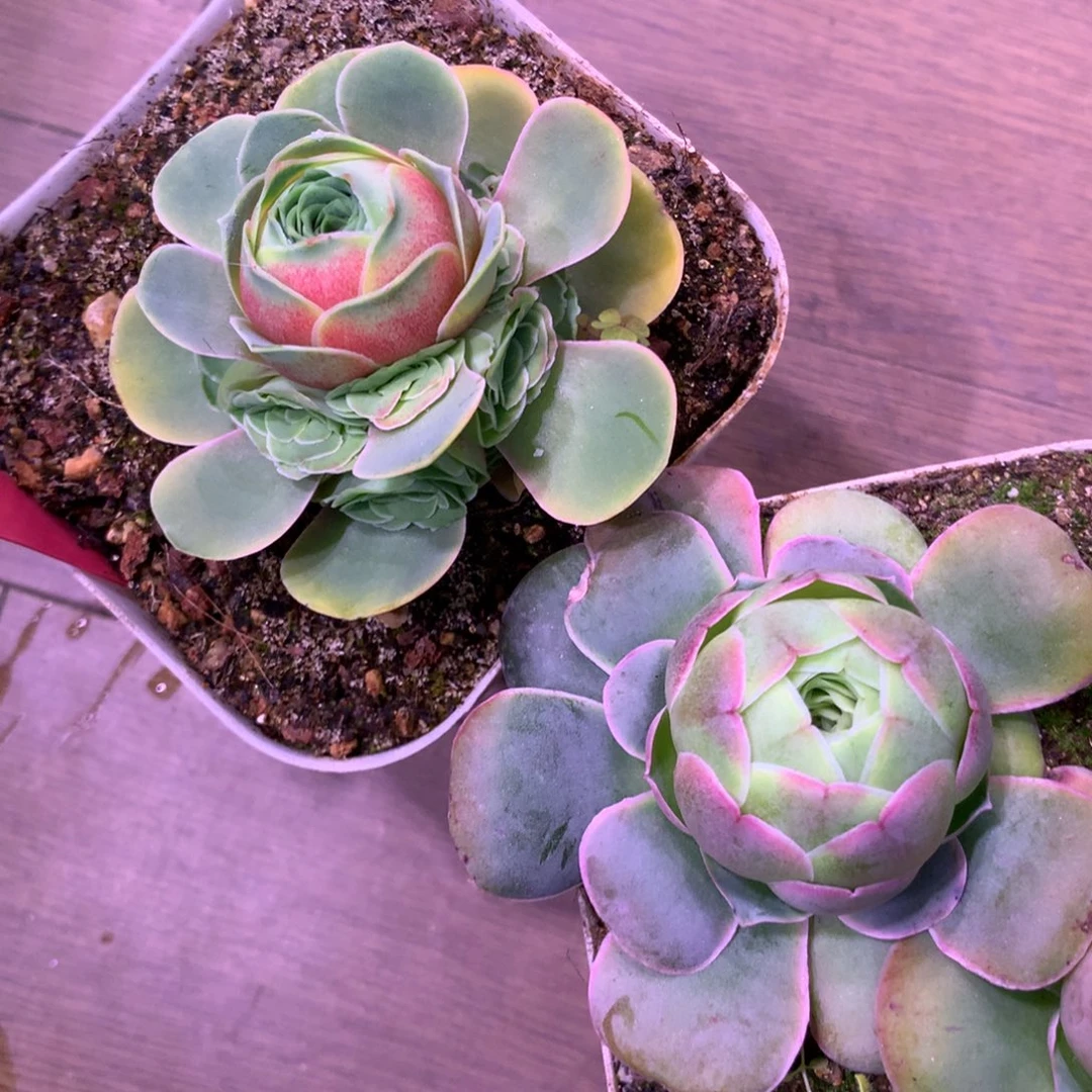 请****…一物一拍云裳，红蕴619