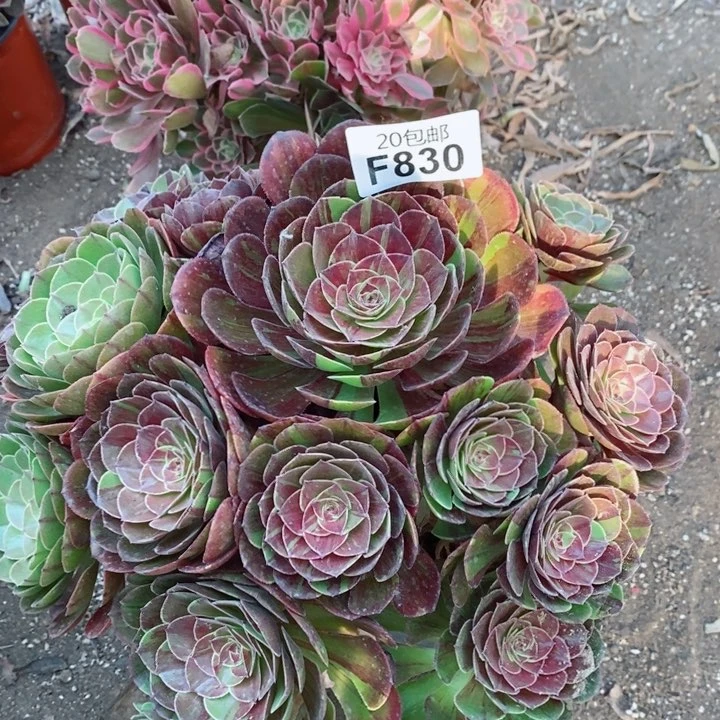 830花月夜多肉植物