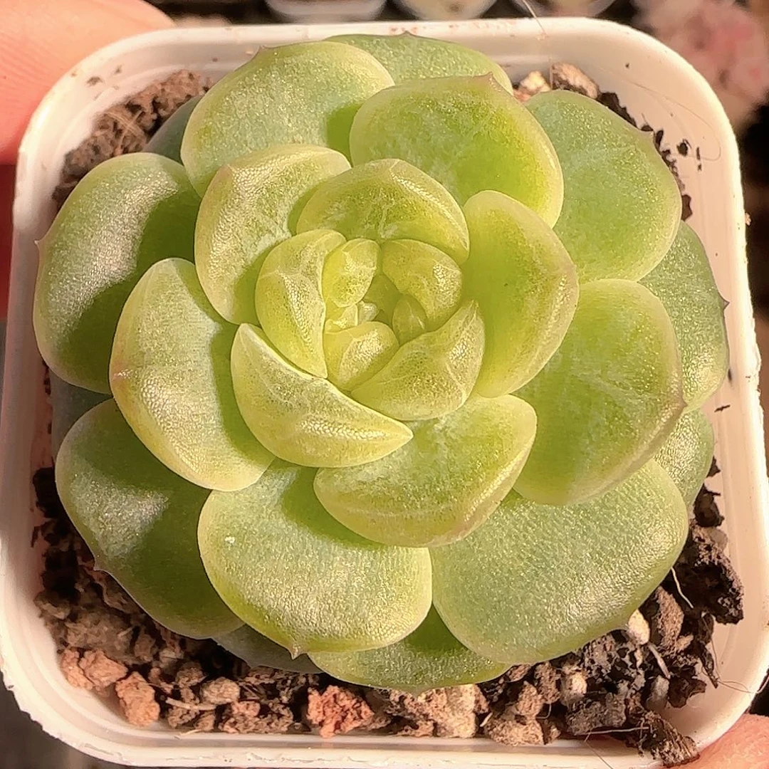 多肉1127-08无尽灯