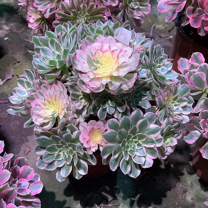 多肉植物海王00649