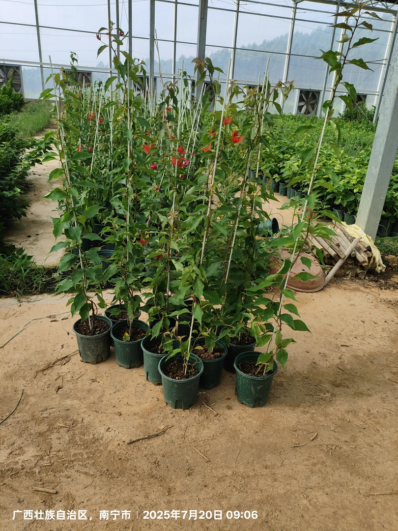 福利量拍，热火桑巴，原生高飘，原盆原土发