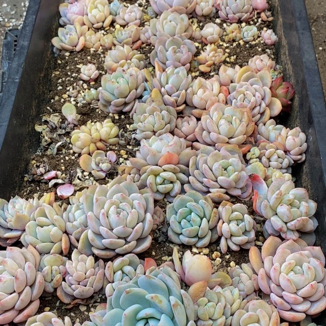 900多肉Q，我们的人生态度是