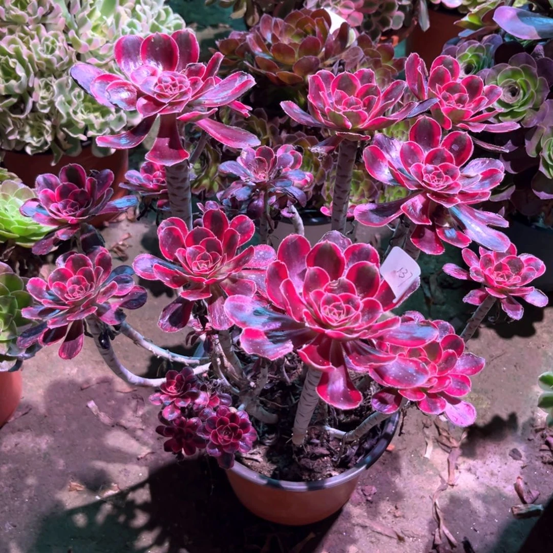 飘***摇多肉植物丽娜00137