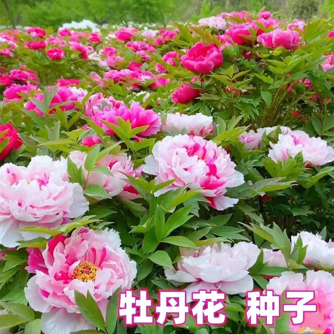 牡丹花种子洛阳芍药花富贵花种籽盆栽室内庭院多年生四季绿植花籽
