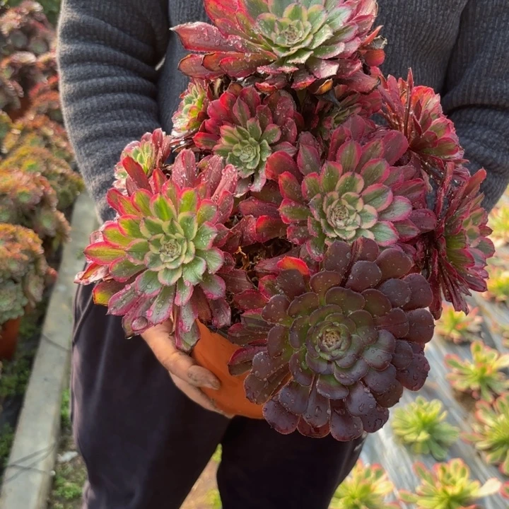 瑞妈，。？。。。286凌波仙子