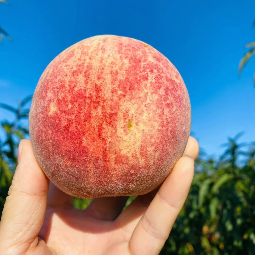 云南高原冬桃特级果礼盒装产地直发顺丰包邮现摘脆甜毛桃桃子脆桃