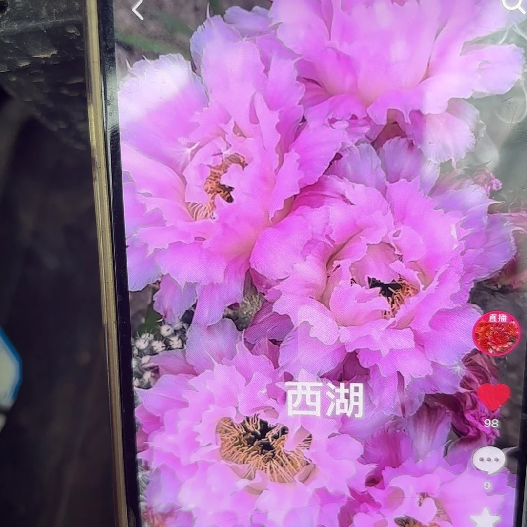 新粉洛彩侧牙20包邮仙人球