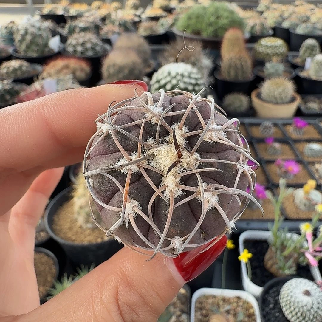 实生伏刺天平脱土发货