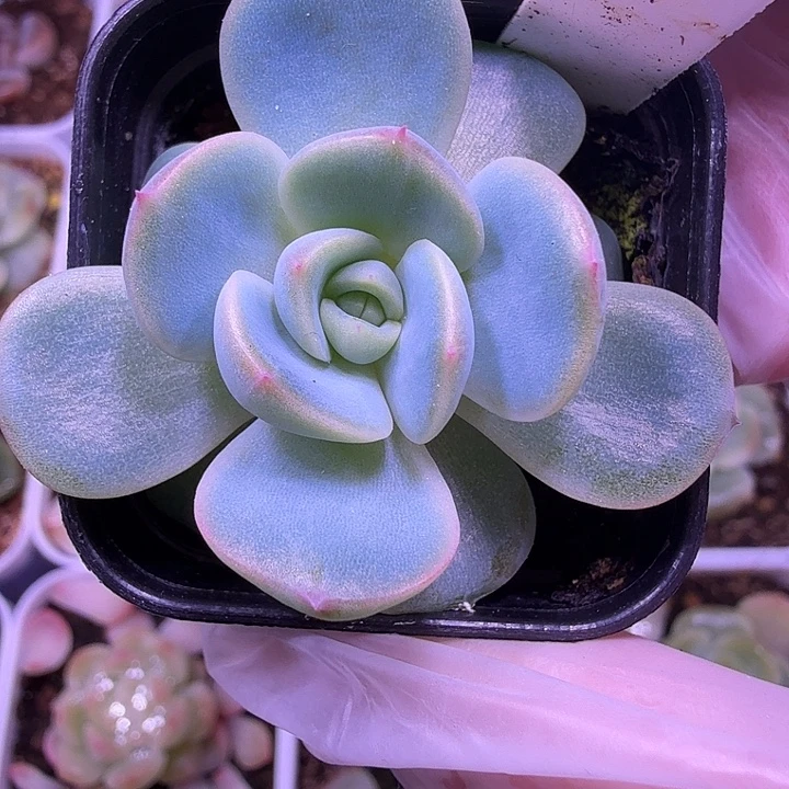 白奈叶插苗一物一拍