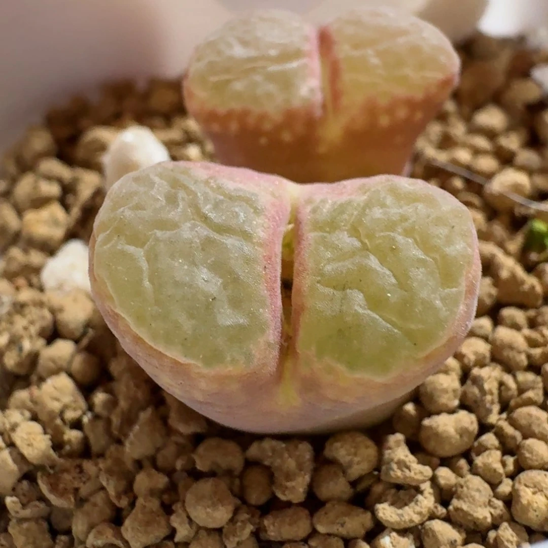 114......多肉......