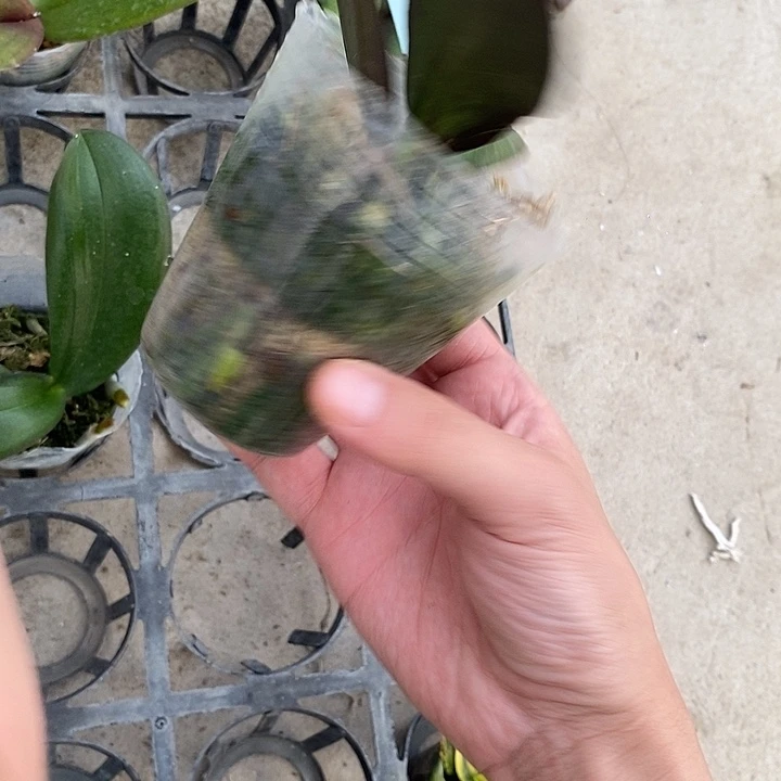 当前无花栽培后可以开花拉丝大白