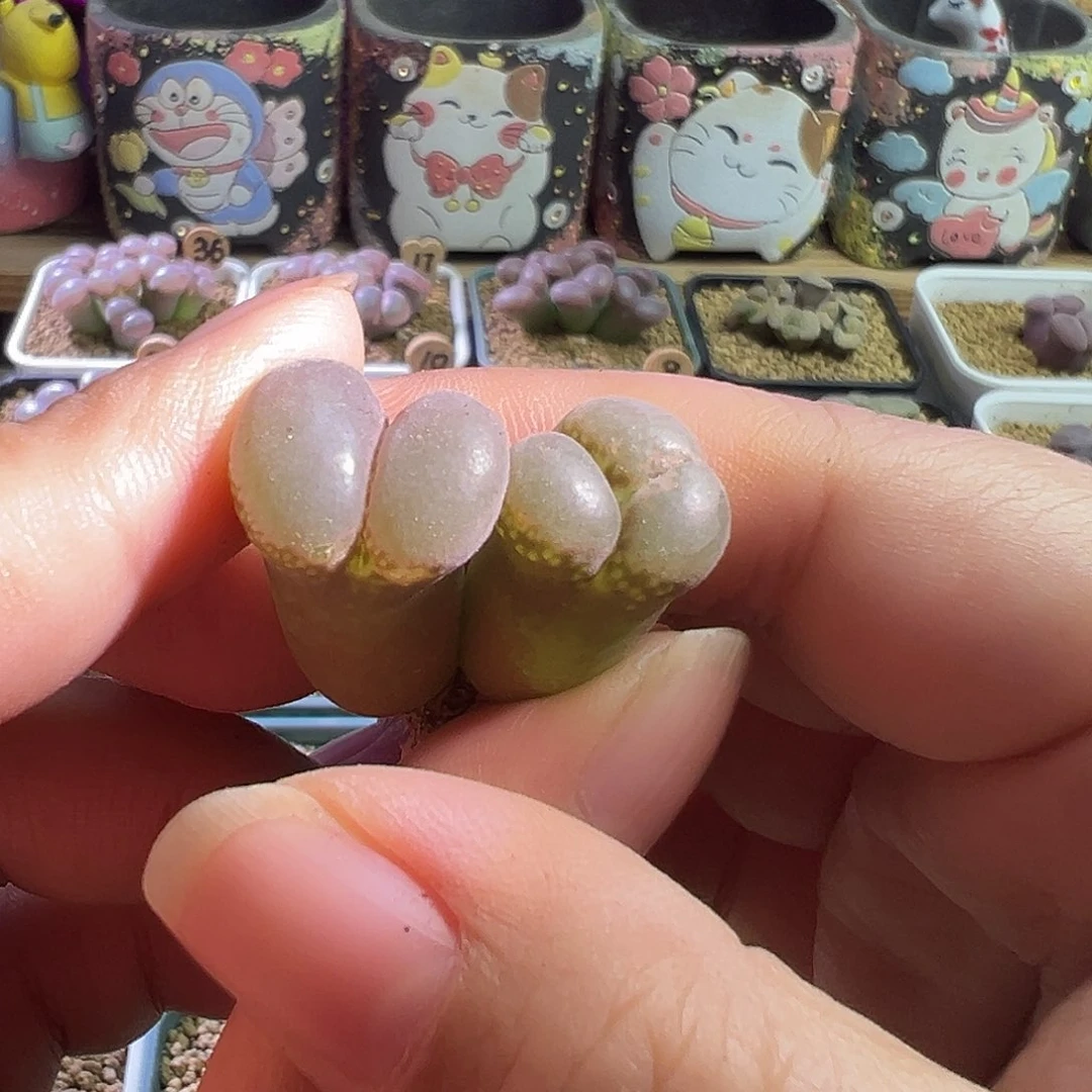 紫体白。