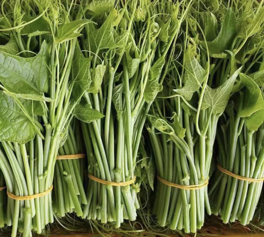 捧瓜尖新鲜贵州安顺佛手瓜尖龙须菜应季蓬瓜尖时令蔬菜柳嵩芽嫩叶