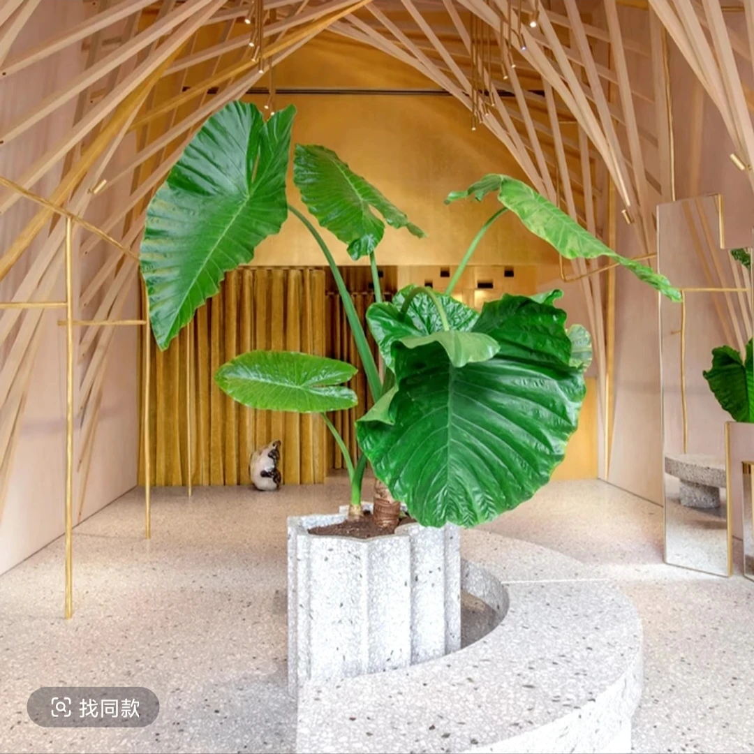 滴水观音大型霸王芋室内水土培绿植客厅净化空气除甲醛