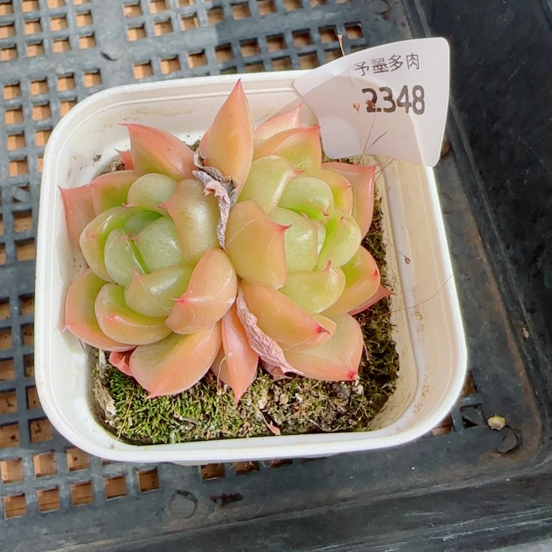 翡翠珍妮，2348多肉葡萄