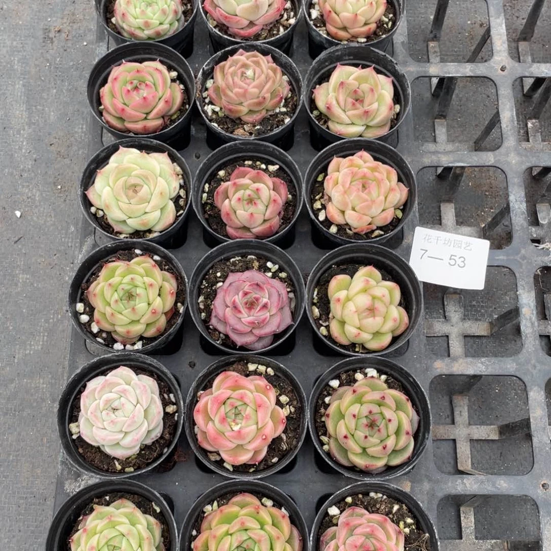 一物一拍18颗7-53