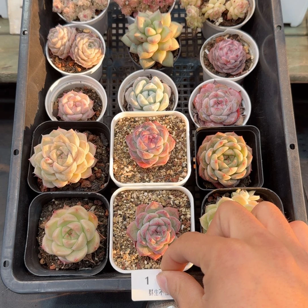 框拍框拍框0212-01