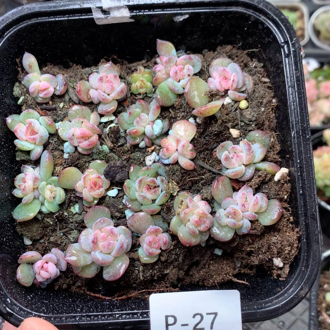 无花朵P27英语英语