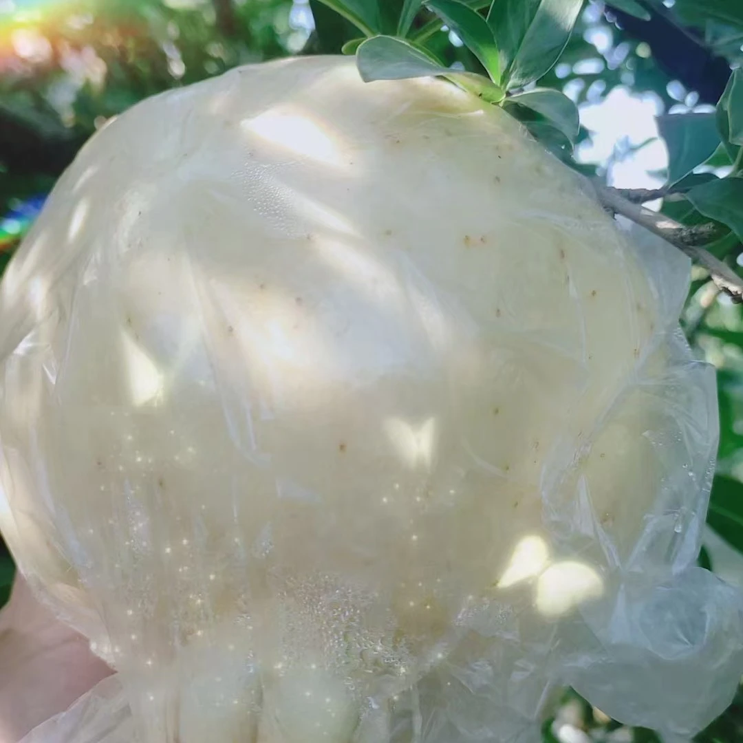 怀远白花玉石籽石榴产地直发甜美多汁中果6-7两左右怀远石榴