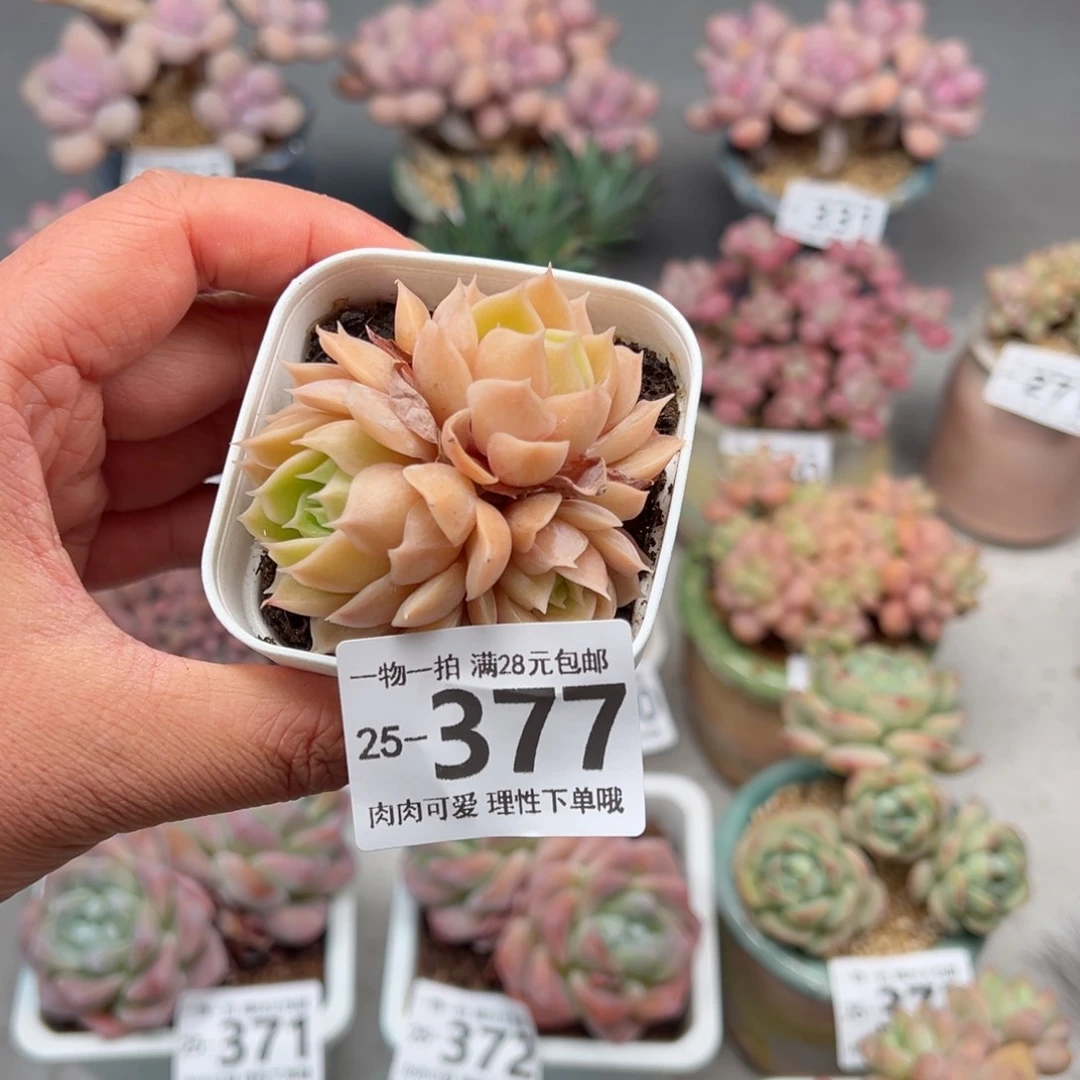 昂斯诺多肉多肉多肉多肉