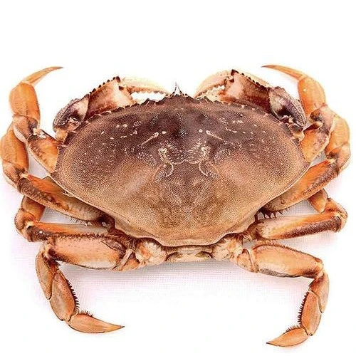 鲜活珍宝蟹2斤/只蟹同城配送海鲜